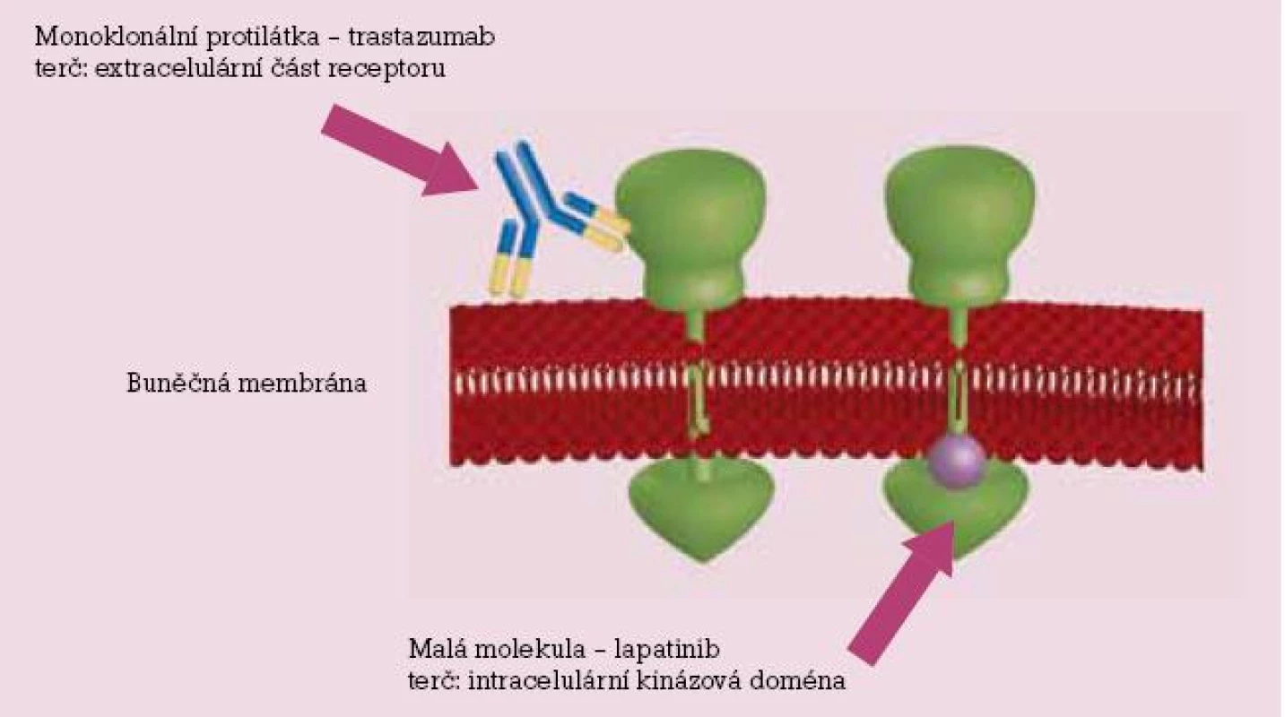 Schematické znázornění působení monoklonálních protilátek (trastuzumab, extracelulárně) a tyrosinkinázových inhibitorů (lapatinib, intracelulárně).
