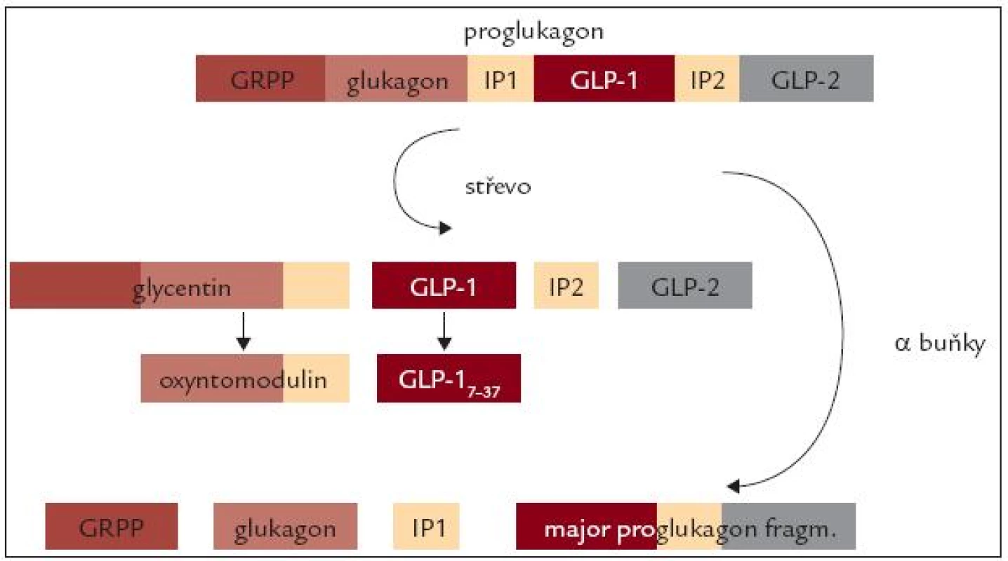Schéma posttranslační modifi kace proglukagonu. V α buňkách Langerhansových ostrůvků je proglukagon štěpen prohormon konvertázou 2 na glukagon a další 3 peptidy (glucagon related polypeptide – GRPP,  intrvening peptide 1 – IP1 a Major proglucagon fragment). Ve střevních buňkách a také v mozku je štěpen prohormon konvertázou 1/3 na glycerin, glucagon-like peptide 1 (GLP-1), intrvening peptide 2 (IP2) a glucagon-like peptide 2 (GLP-2). Dalším působením stejné konvertázy potom vzniká z glycentinu  oxyntomodulin a z GLP-1 kratší, ale fyziologicky účinný fragment GLP-&lt;sub&gt;17-37&lt;/sub&gt;.