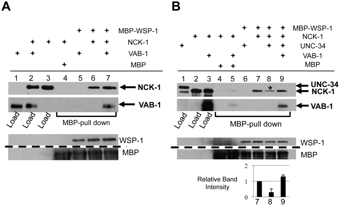 VAB-1, NCK-1, and WSP-1 interact in a complex.
