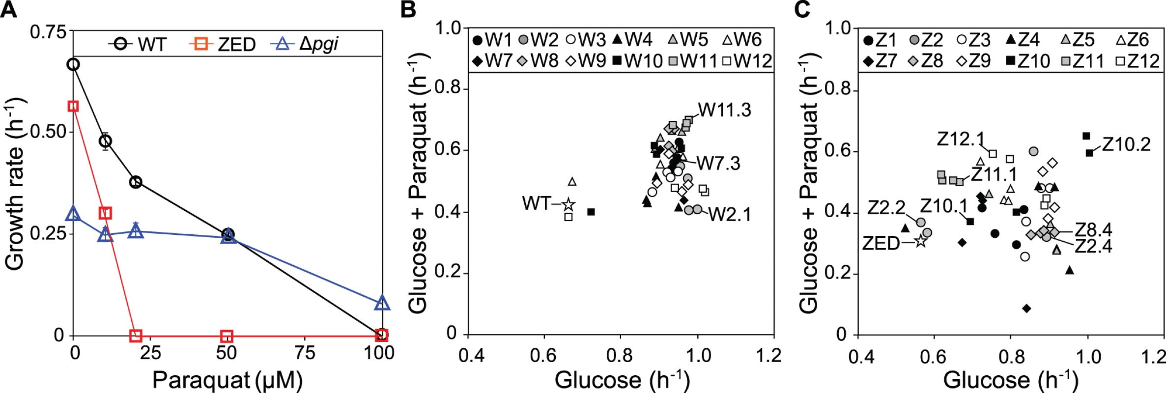 Growth rates of <i>E</i>. <i>coli</i> in M9 glucose medium.