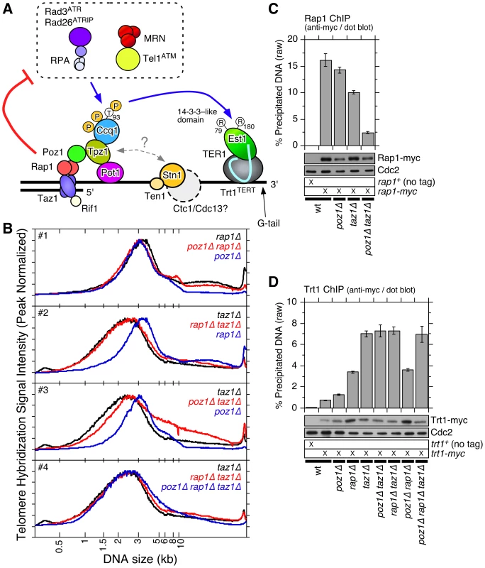 Epistasis analysis of <i>poz1Δ</i>, <i>rap1Δ</i>, and <i>taz1Δ</i> cells.