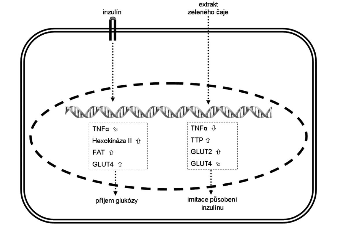 Změna exprese vybraných genů ve svalových myocytech a jejich (pato)fyziologický efekt
Šipka  značí zvýšenou expresi, šipka  sníženou expresi a šipka  mírně sníženou expresi.
FAT – transportér mastných kyselin, 
GLUT – glukózový transportér z rodiny SLC2A, 
TNF-α – tumor necrosis factor α,
TTP – tristetraprolin