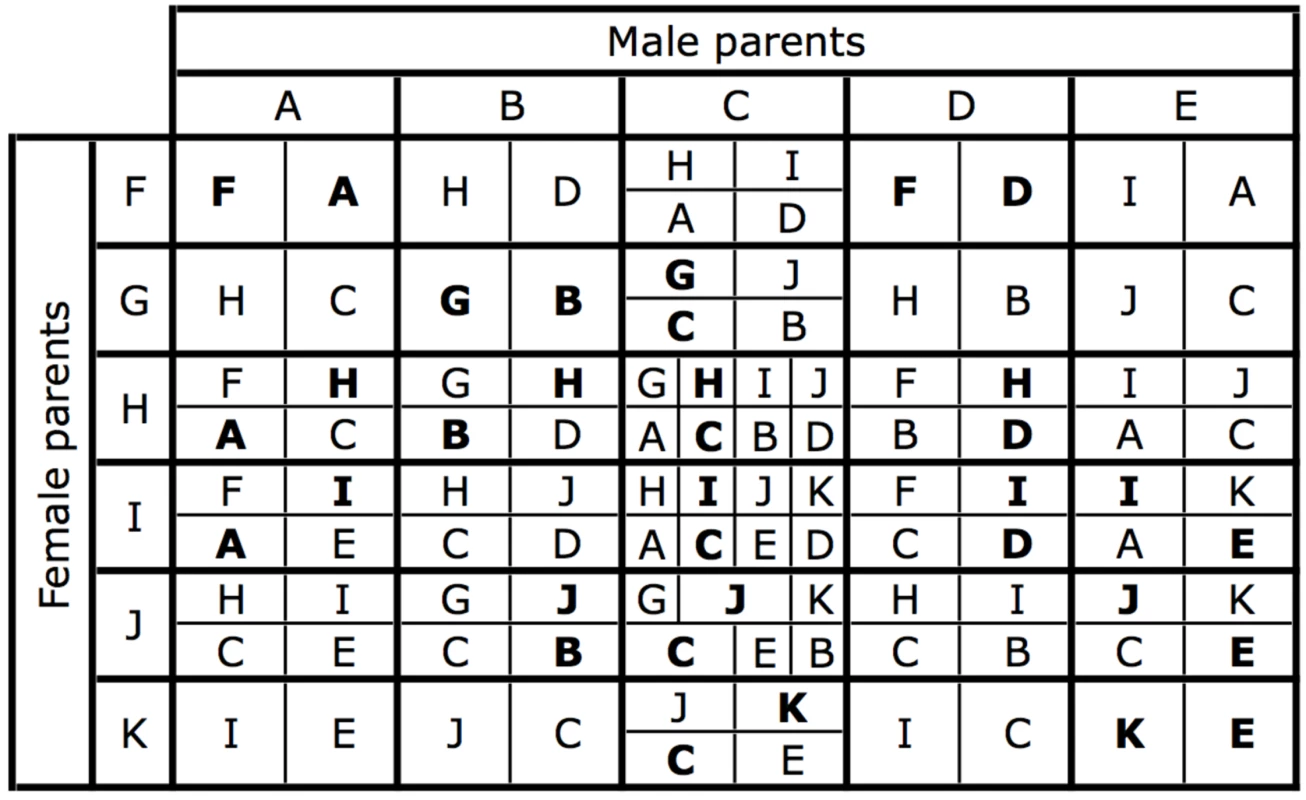 The karyotypes produced by each possible mating.