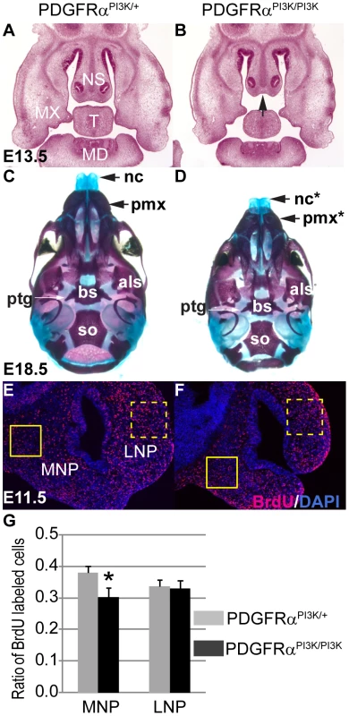 PI3K signaling mediates PDGFRα regulation on cell proliferation during MNP development.