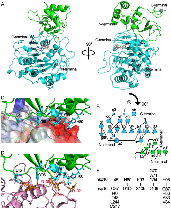 Structural insight into the nsp16/nsp10 complex of SARS-CoV.