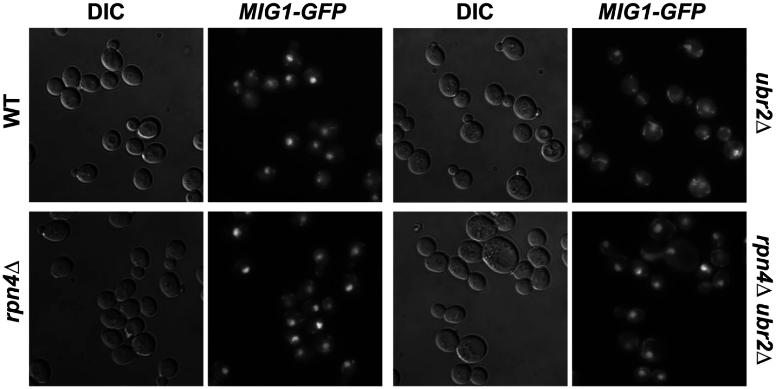 Mig1 is mislocalized in in cells with increased proteasome capacity.
