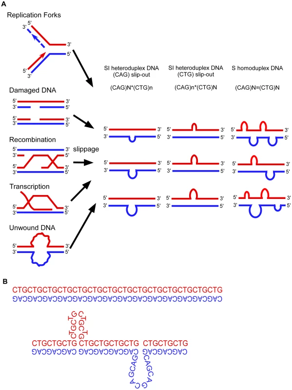 Models of expansion of trinucleotide repeats.