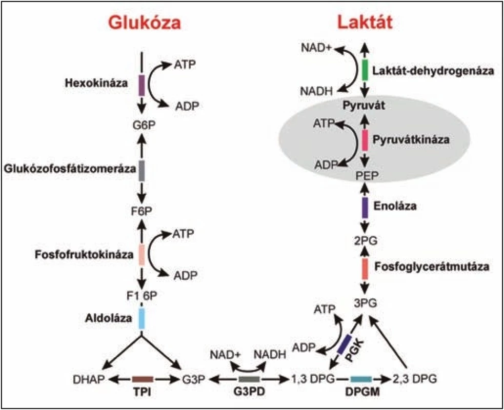 Schéma glykolytické dráhy.
Fig. 1. Diagram of glycolytic pathway.

