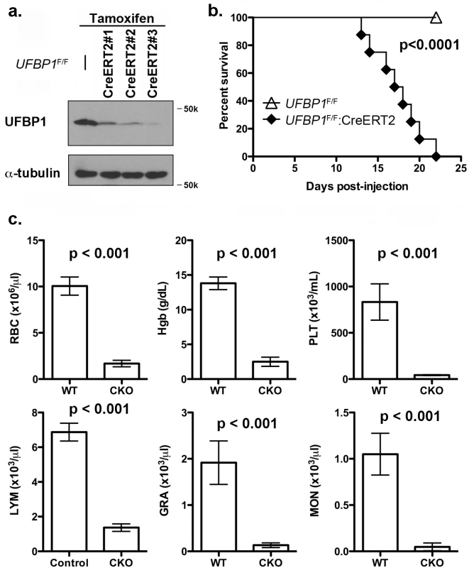 Loss of UFBP1 in adult mice results in severe pancytopenia and animal death.