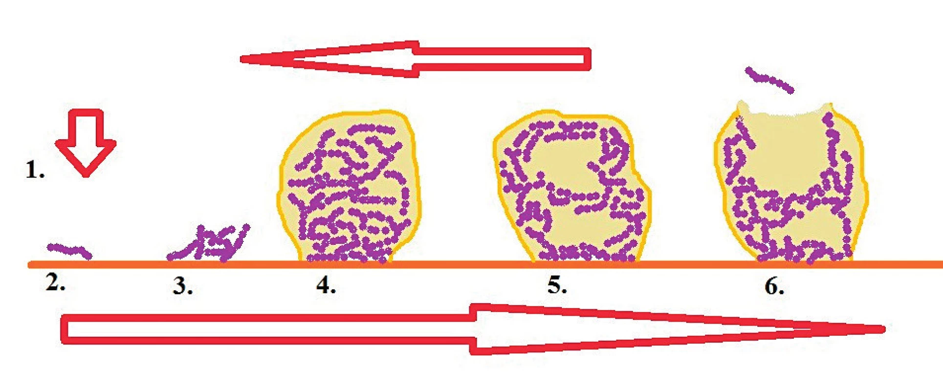 Schéma formovania biofilmu [Legéňová, 2015]
Fig. 1. Schematic representation of biofilm formation [Legéňová, 2015]