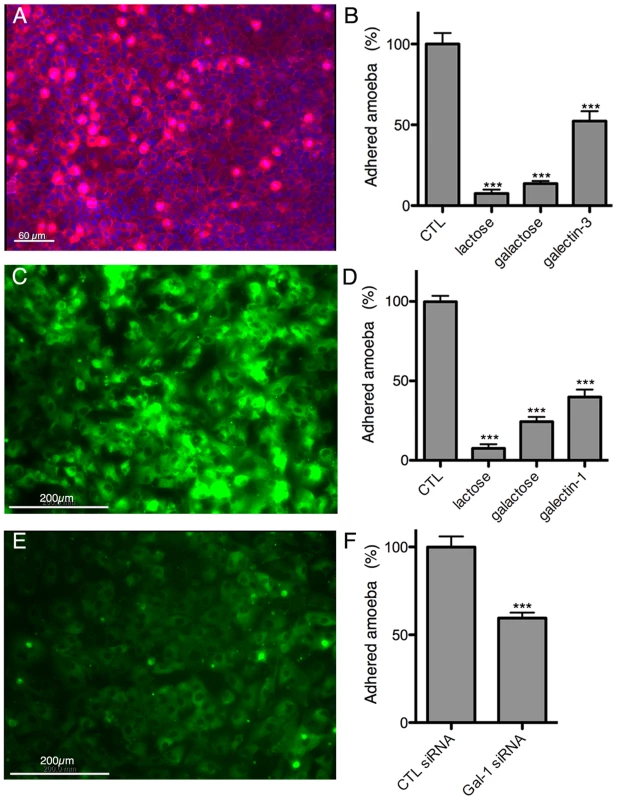 Galectin-1 and -3 dependent adhesion of <i>E. histolytica</i> to human hepatic cells.