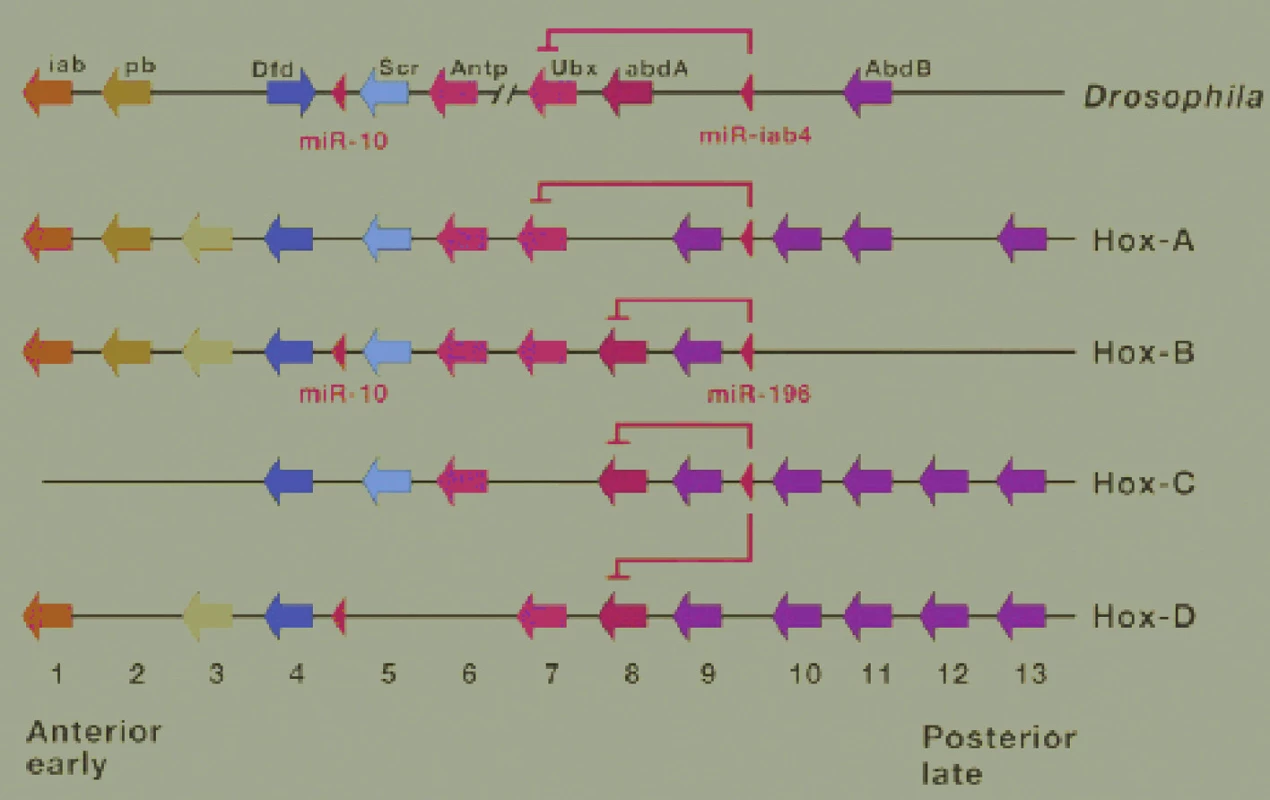 Hox komplexy octomilky (drosophila, první řádek) a savců. V savčích genomech je Hox komplex zdvojen dvakrát, tvoří ho 39 genů. Mikro RNA geny tlumící translaci poslíčkové RNA (mRNA) předních Hox genů jsou u octomilky a lidí konzervované. (De Robertis, 2008)
