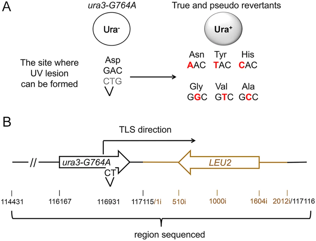 A genetic system to analyze the products of TLS through a chromosomal UV lesion.