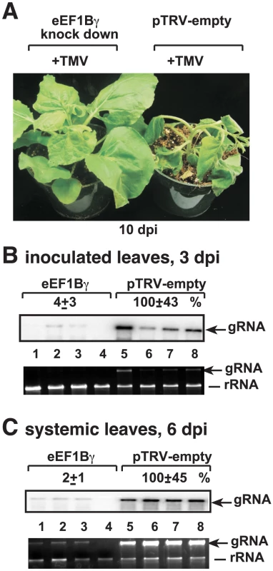 Knockdown of eEF1Bγ inhibits TMV RNA replication in <i>N. benthamiana</i> plants.