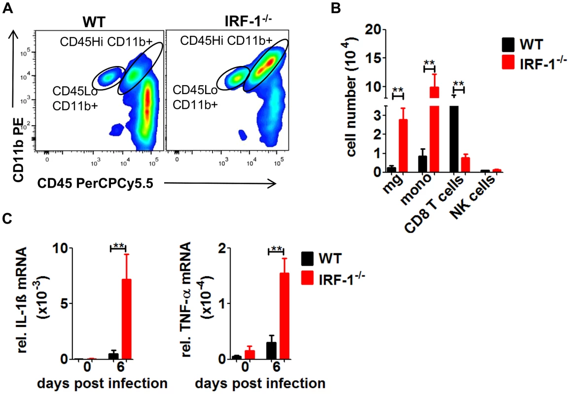 The absence of IRF-1 leads to an inflammatory response in the brain.