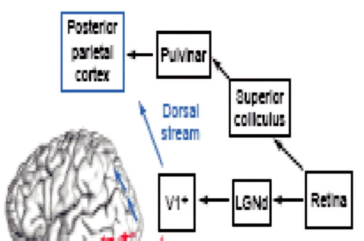 Ventrální a dorzální proud zrakové informace
Levá mozková hemisféra
1. Dorzální systém („Kde?“) směřuje z V1 do temenní kůry
Zpracovává informace o poloze a pohybu předmětů v prostoru, podílí se na zrakově řízených akcích
2. Ventrální systém („Co“) směřuje z V1 do spodní týlní a spánkové kůry
Zpracovává informace o barvách, tvářích, identitě předmětů
Posterior parietal cortex zadní temenní kůra
Pulvinar pulvinar talamu
Superior coliculus horní hrbolky čtverohrbolí
Retina sítnice
LG Nd corpus geniculatum laterale
V1 V1 primární zraková kůra
Dorsal stream dorzální proud
Ventral stream ventrální proud
Occipitotemporal cor týlní a spánková kůra
