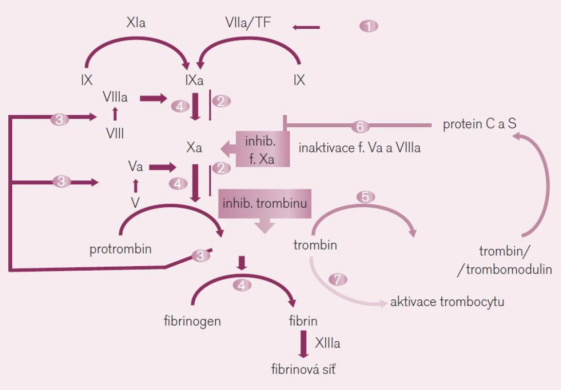 Místo působení přímých inhibitorů trombinu a faktoru Xa. Ve schématu je dobře dokumentován význam obou faktorů při &lt;i&gt;iniciaci koagulace&lt;/i&gt; (fáze 1 a 2) – kdy působením tkáňového faktoru (TF) je uvolněno po aktivaci faktoru Xa malé množství trombinu, i ve fázi &lt;i&gt;propagace koagulace&lt;/i&gt; (fáze 3 a 4) – kdy toto malé množství trombinu aktivuje celou kaskádu na více místech, včetně faktoru Xa. Uvolněné větší množství trombinu pak při &lt;i&gt;inhibici koagulace&lt;/i&gt; (fáze 5 a 6) aktivuje trombomodulin a proteiny C a S degradující komplexy aktivních koagulačních faktorů. Paralelně trombin aktivuje destičkovou hemostázu stimulací trombocytárních receptorů PAR-1 (fáze 7 ve schématu).