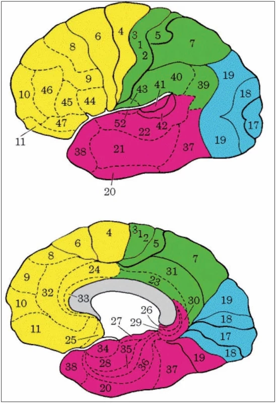Brodmanova cytoarchitektonická mapa korových polí lidského mozku