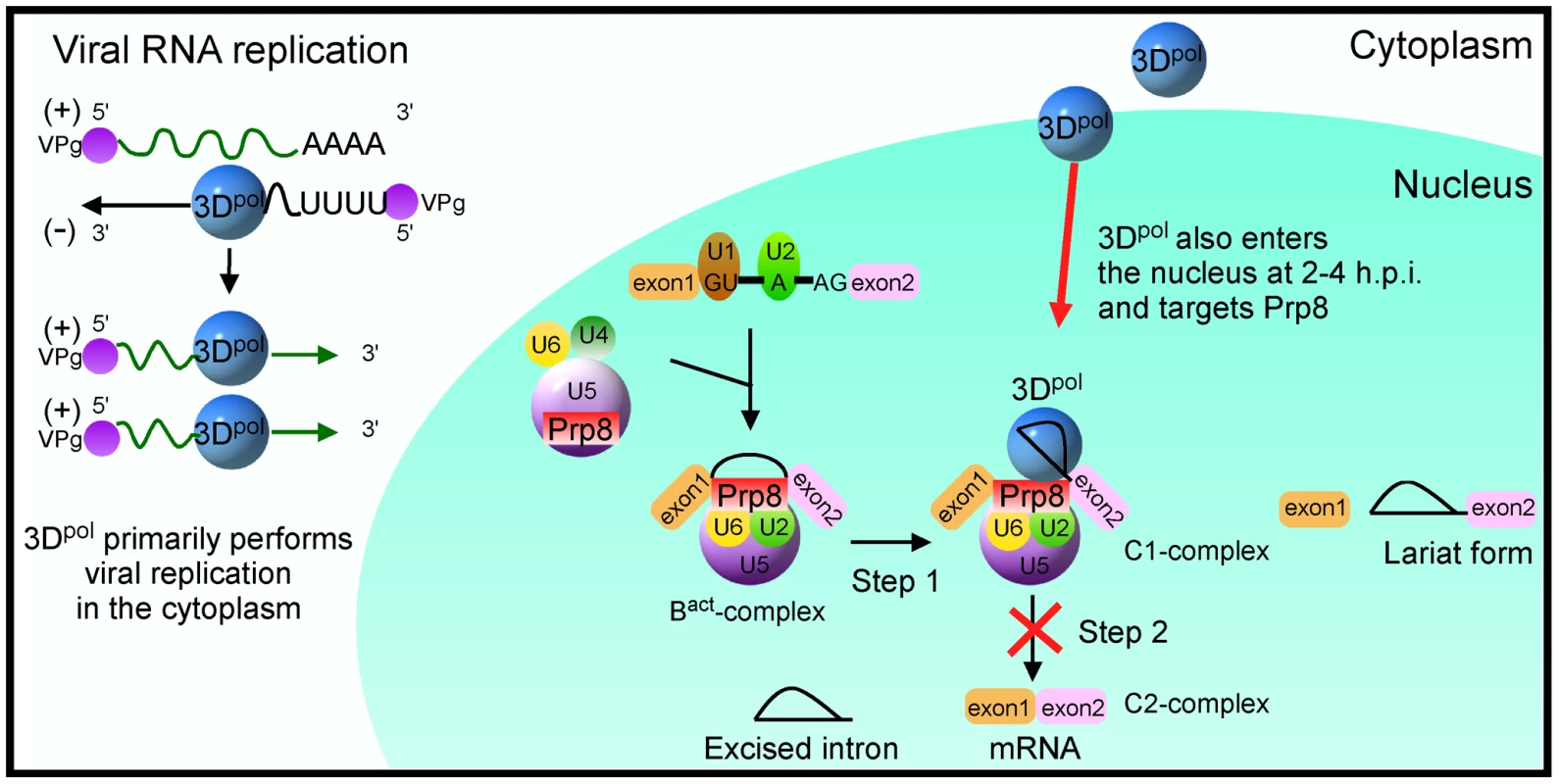 Schematic model of 3D<sup>pol</sup>-mediated inhibition of the cellular splicing by targeting Prp8 in the nucleus.
