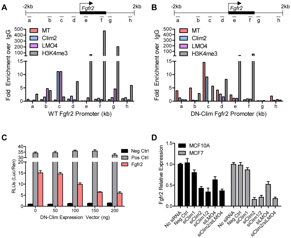 Clims and LMO4 directly target and the <i>Fgfr2</i> promoter to induce gene expression.