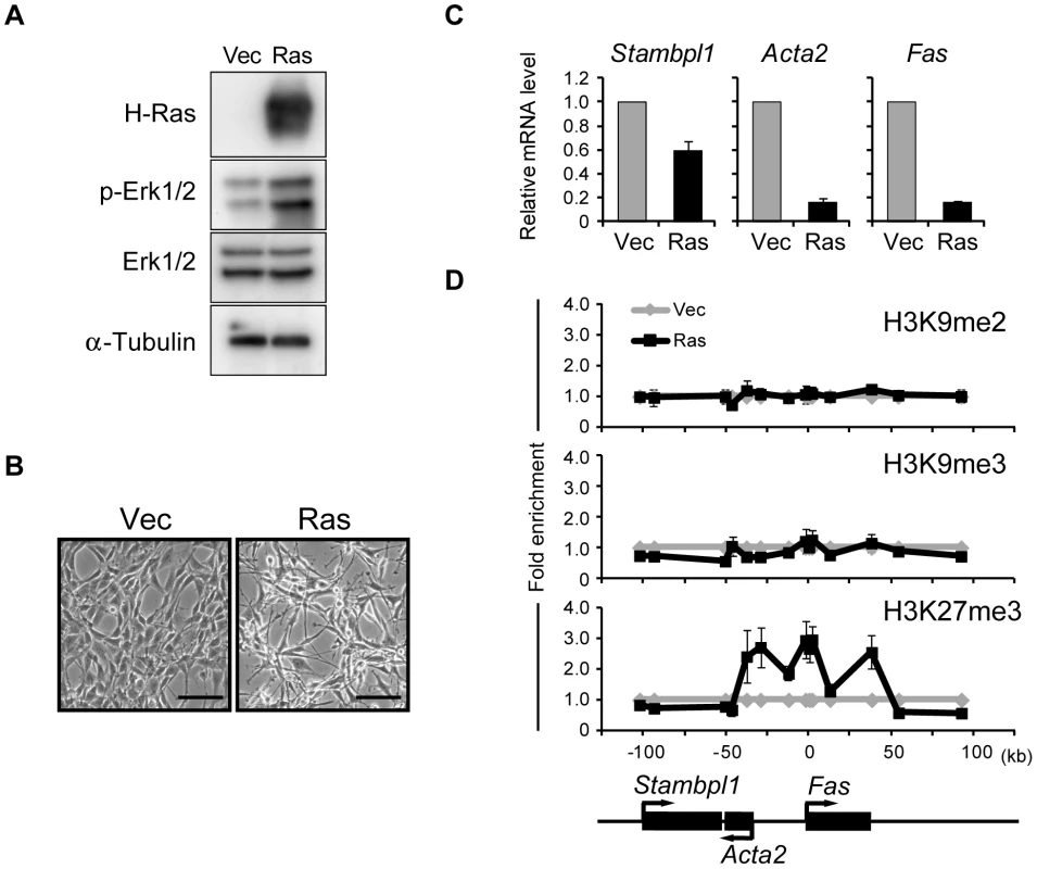 Activation of Ras signaling increases H3K27me3 abundance at the <i>Fas</i> locus in NIH 3T3 cells.