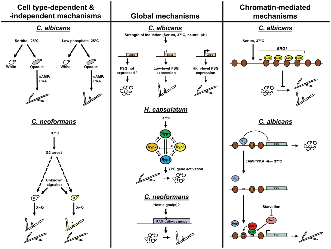 A comparison of molecular mechanisms used by human fungal pathogens to control morphology in response to environmental signals.