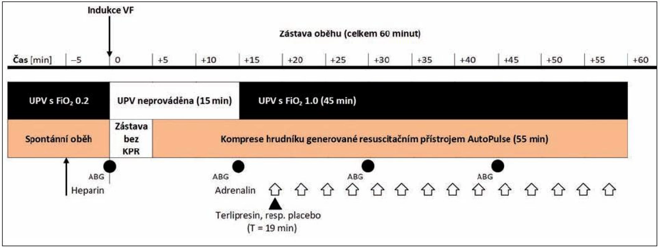 Časový průběh experimentu
Bílé šipky znázorňují aplikaci jednotlivých dávek adrenalinu, černá šipka označuje podání terlipresinu ve skupině TER, respektive placeba ve skupině ADR.
Zkratky: ABG – odběr vzorků na vyšetření krevních plynů, FiO&lt;sub&gt;2&lt;/sub&gt; – inspirační frakce kyslíku ve vdechované směsi, UPV – umělá plicní ventilace, VF – fibrilace komor