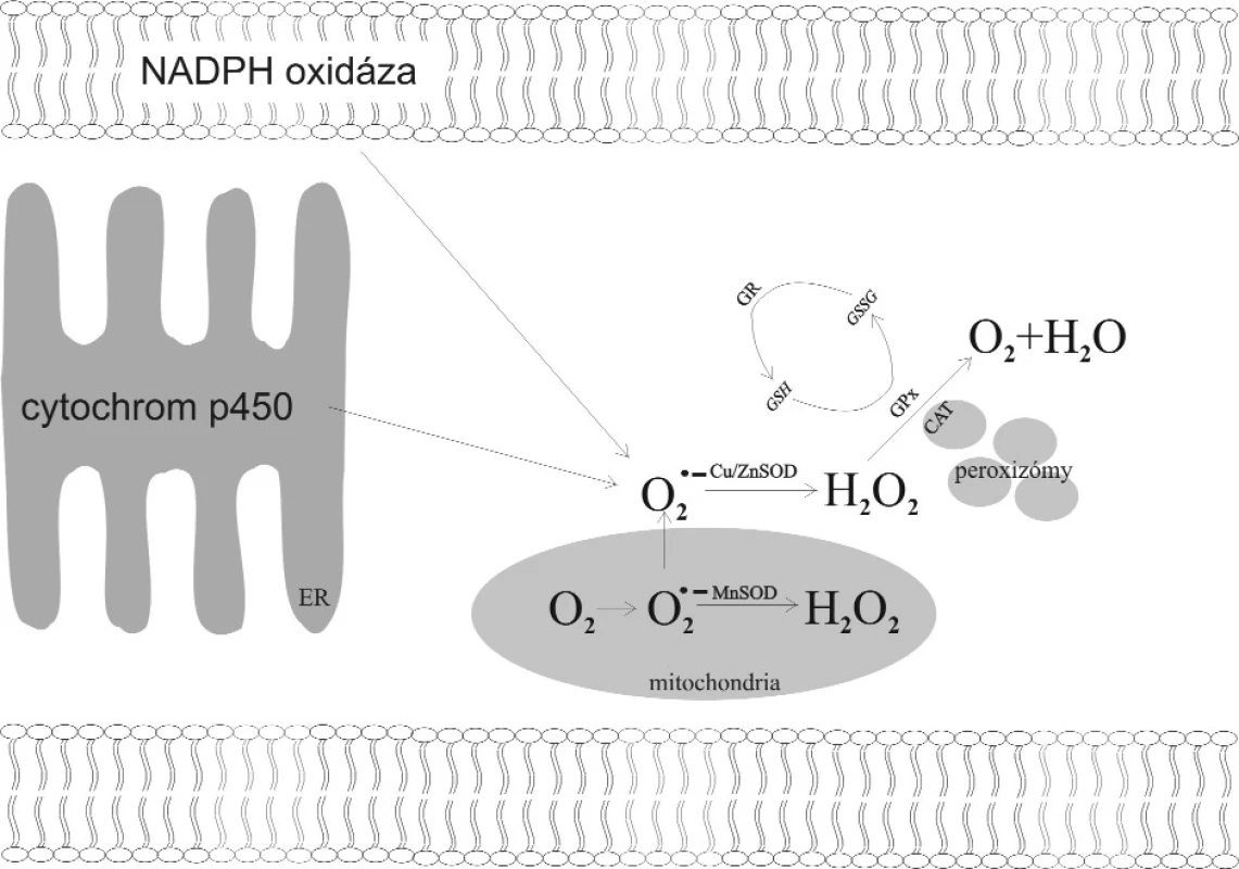 Metabolismus volných kyslíkových radikálů v buňce.