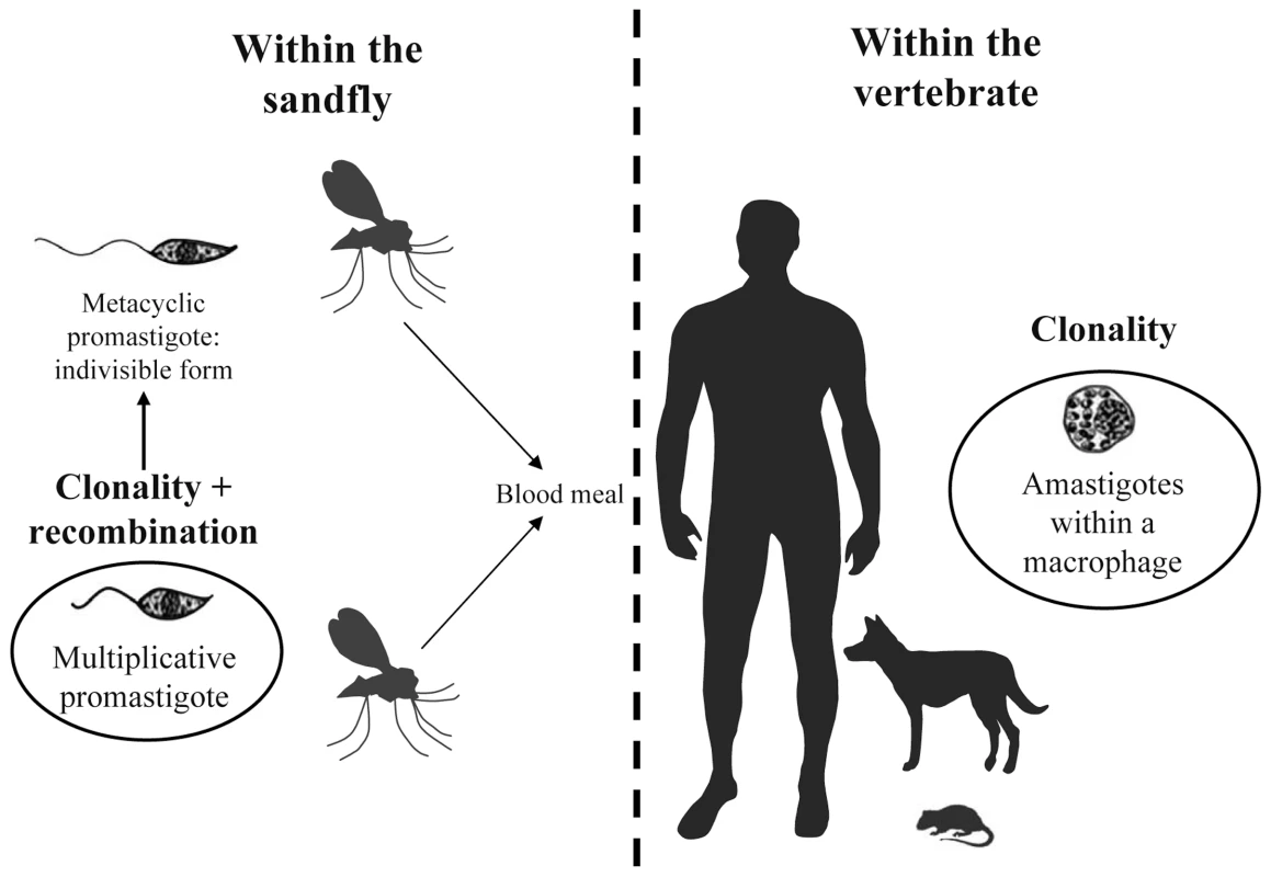 Schematic life cycle of <i>Leishmania</i> parasites.