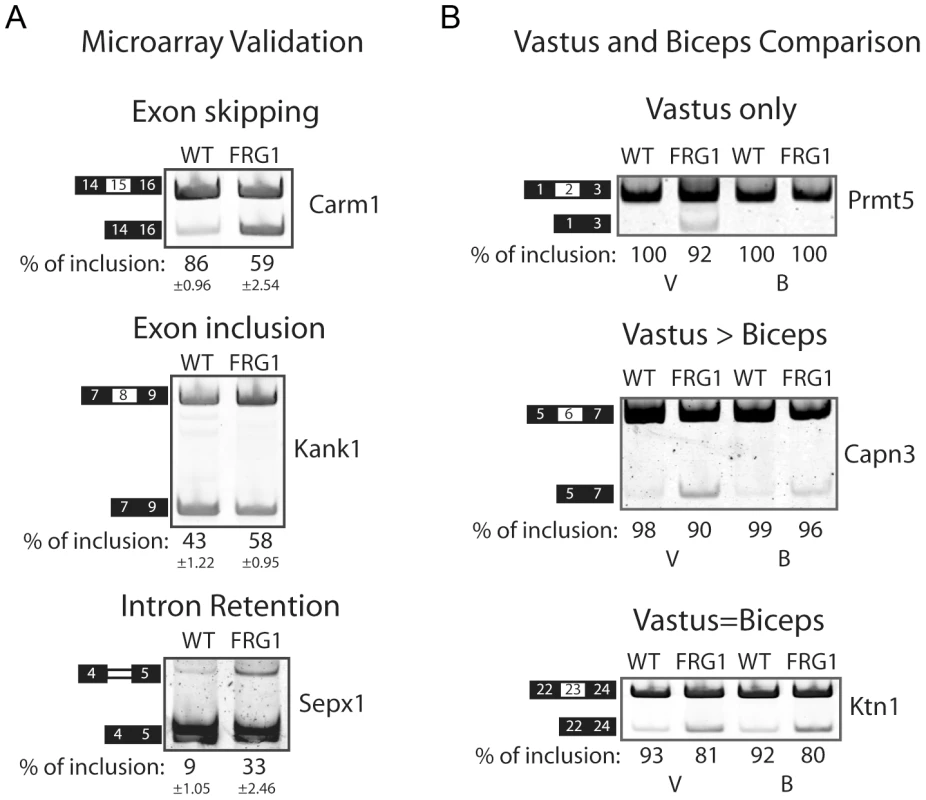 RT–PCR validation of splicing events belonging to different classes.