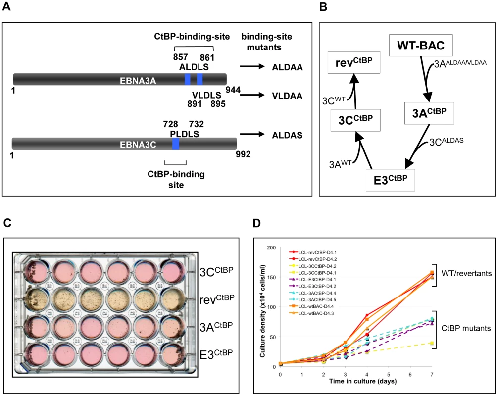 LCLs expressing CtBP-binding mutants of EBNA3A and EBNA3C grow relatively poorly.