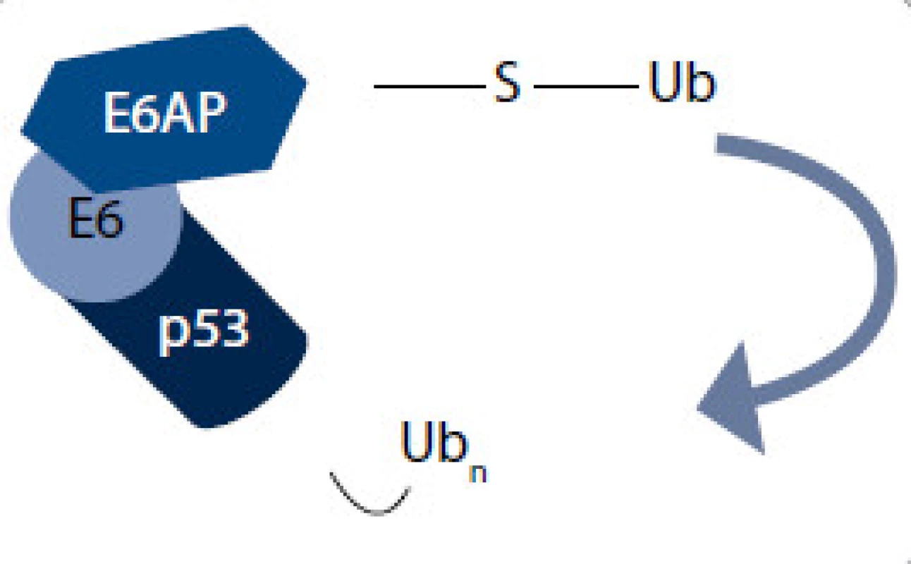 Degradačný komplex vytvorený E6 onkoproteínom [11].