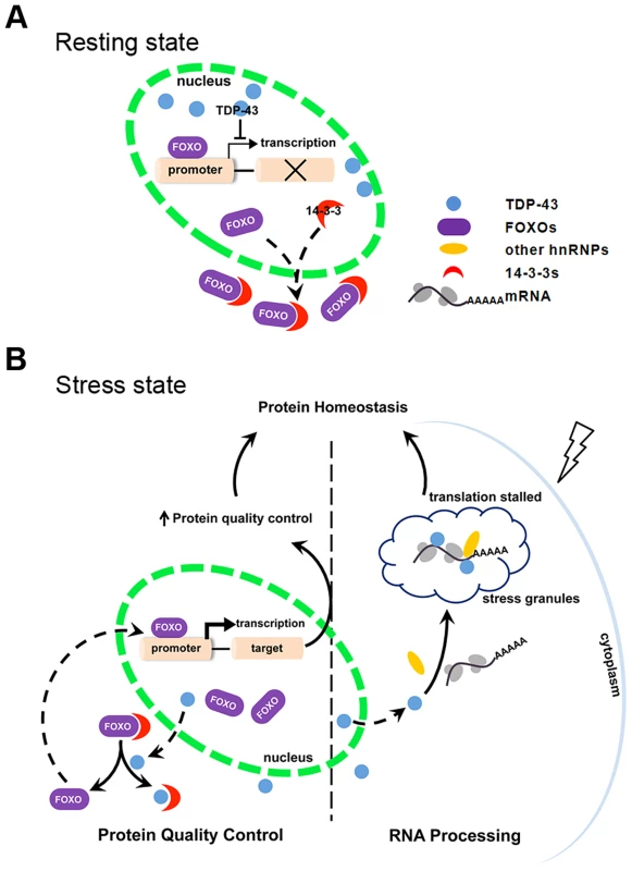Schematic diagram summarizing the mechanism by which TDP-43 acts as a stress-response switch to regulate protein homeostasis.