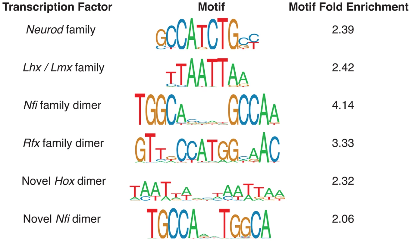 Monomer and dimer transcription factor motif predictions most enriched in the E14.5 p300 ChIP-seq set.