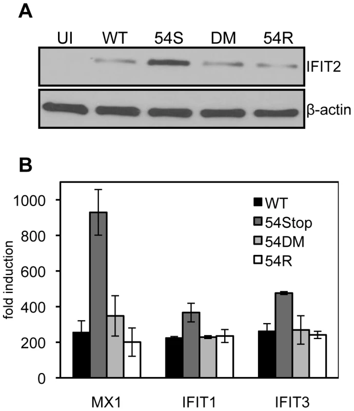 An ORF54-null virus infection promotes higher induction of interferon stimulated genes.