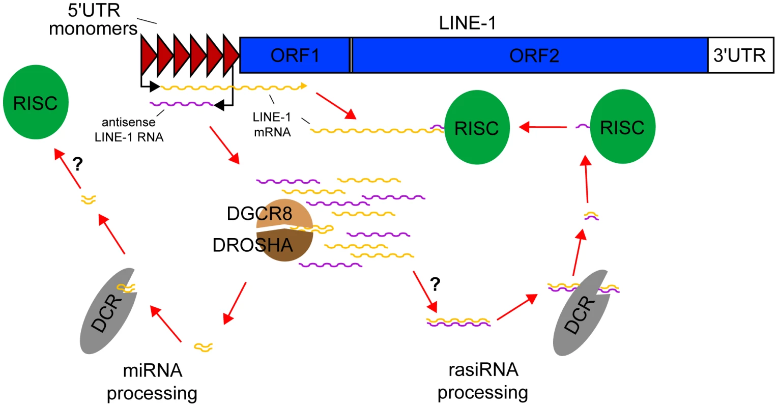 rasiRNAs inhibit LINE-1 expression in mESCs.