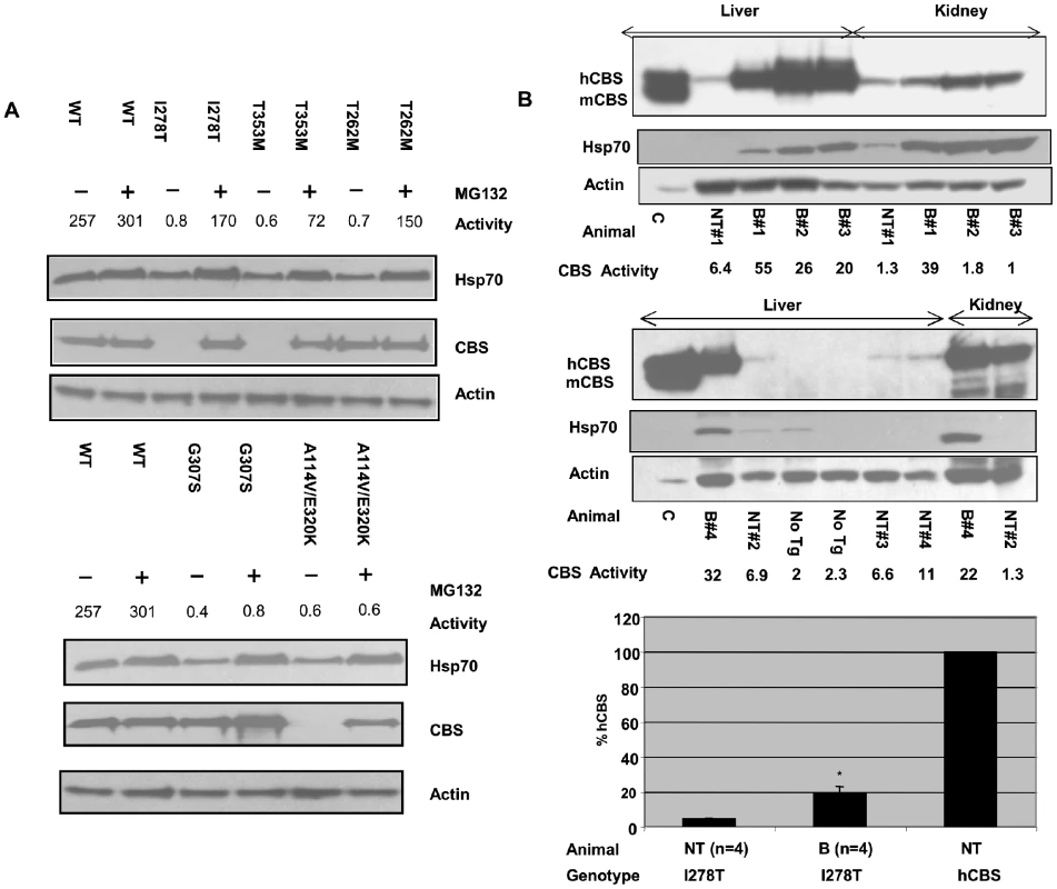 Functional rescue of mutant CBS by proteosome inhibitors in mammalian cells.