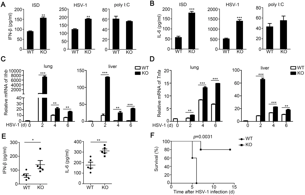 TRIM30α deficiency protects the mice from DNA virus infection.