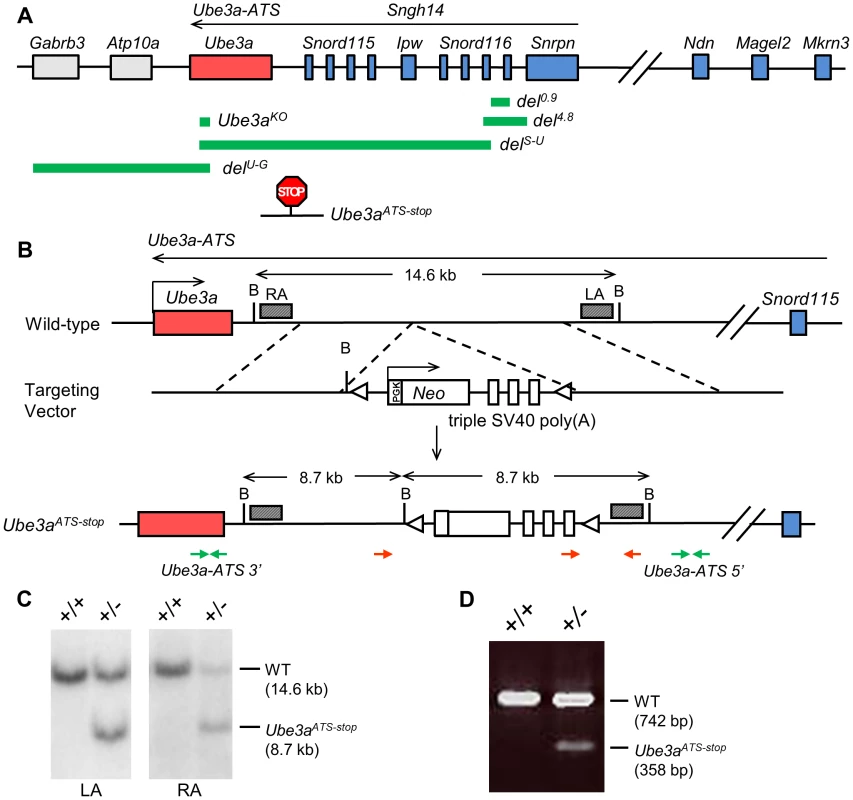 The transcriptional stop cassette was inserted downstream of <i>Ube3a</i> via homologous recombination.