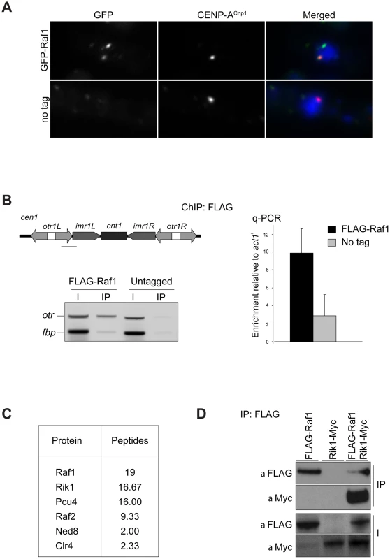Raf1 is a chromatin-associated CLRC component.