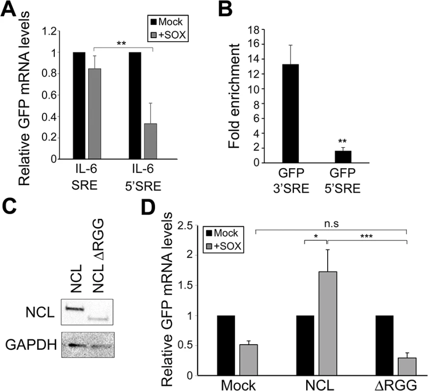 SRE-mediated protection is linked to its position and NCL protein-protein interactions.