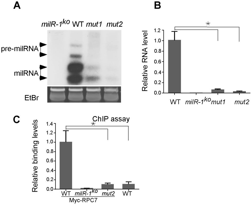 <i>milR-1</i> transcription is mediated by a non-conventional Pol III promoter.