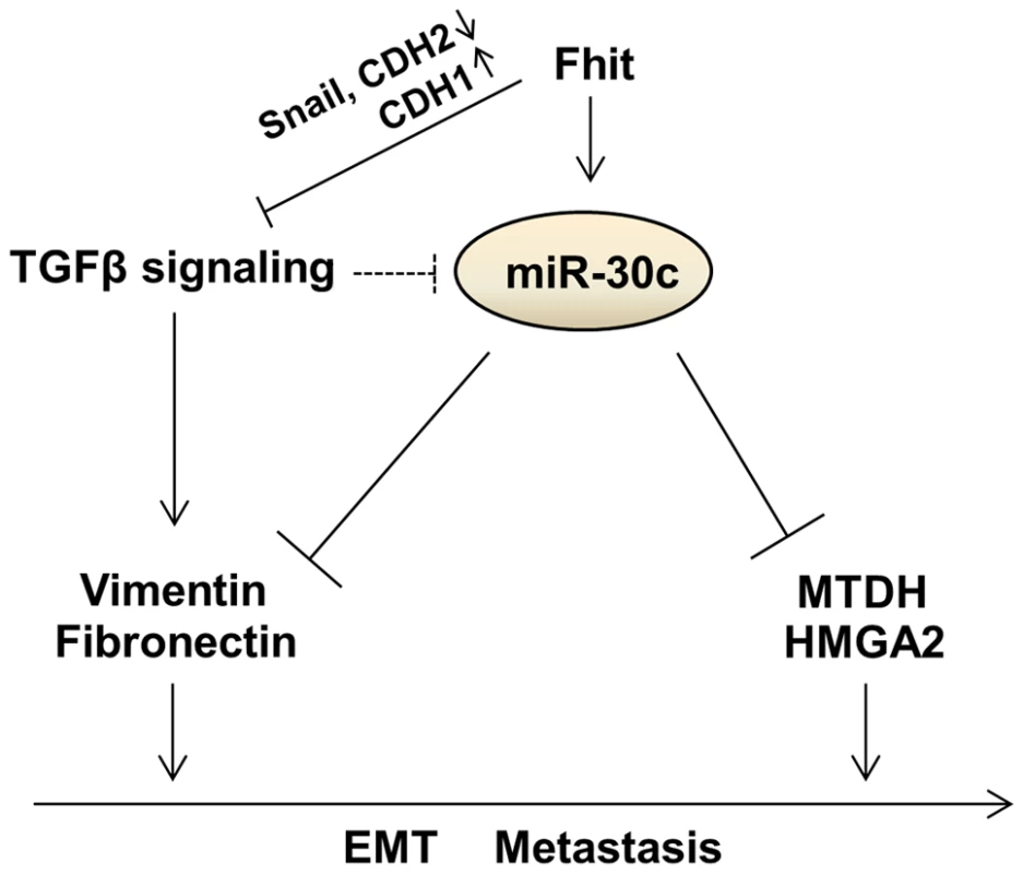 Proposed model for the function of the FHIT and miR-30c in lung metastasis and EMT.