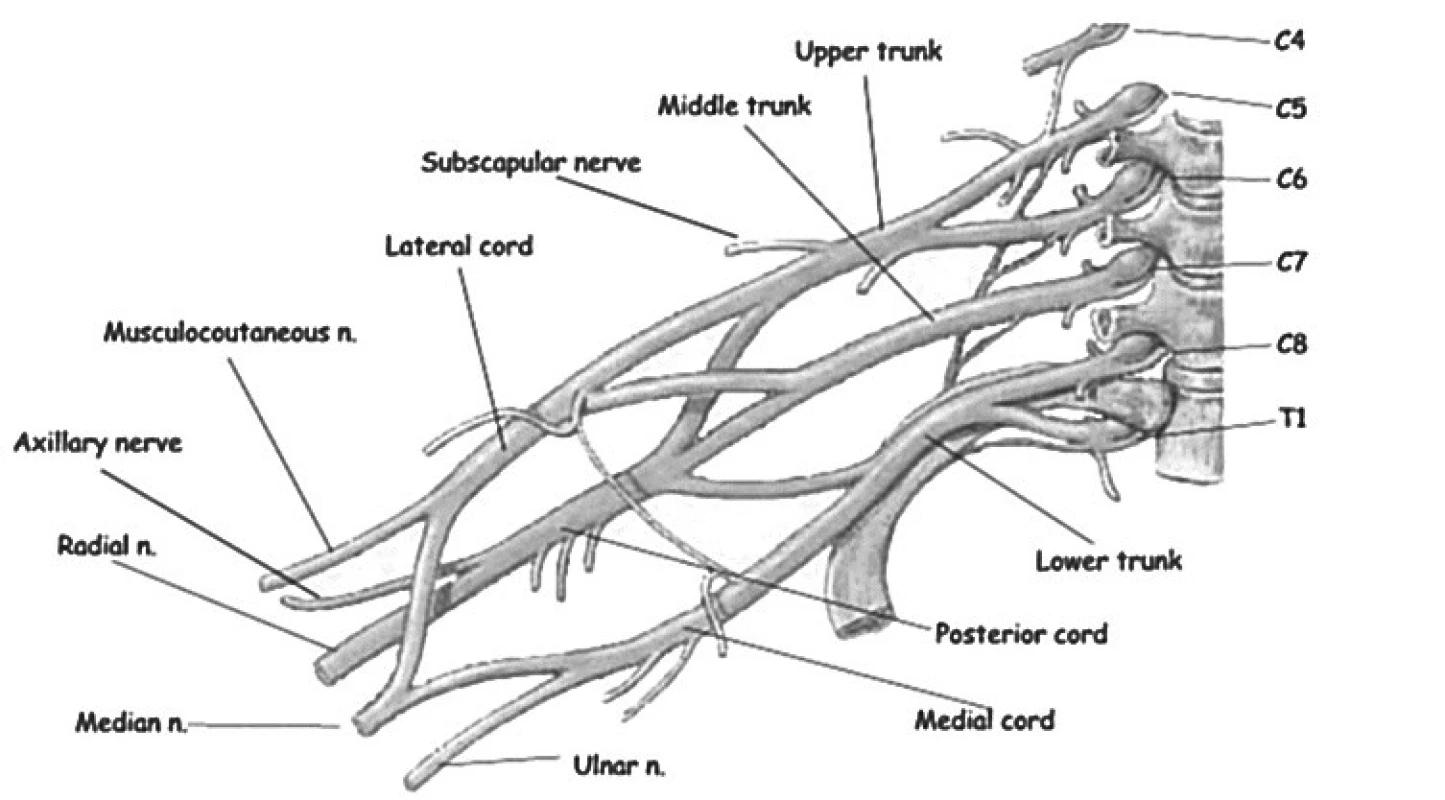 Anatomický obraz plexus brachialis