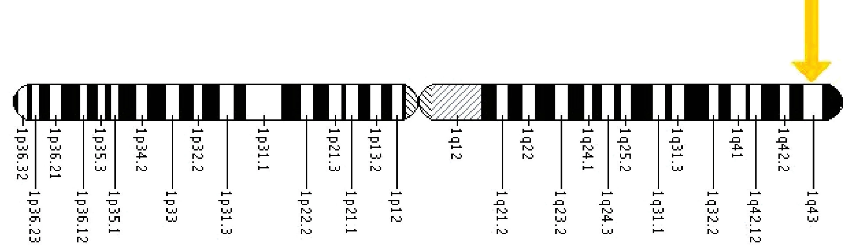 Umístění genu EDA na X chromozomu.