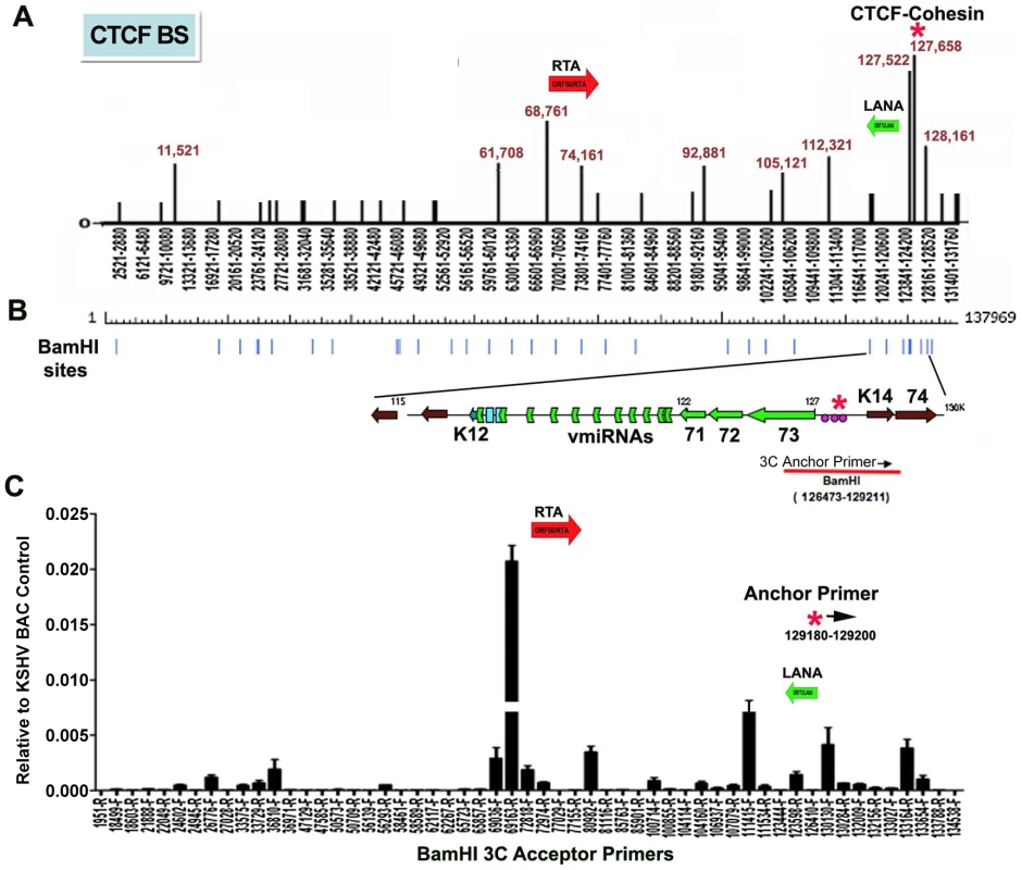 Chromatin conformation capture (3C) analysis of KSHV genome in BCBL1 latently infected B-cells.