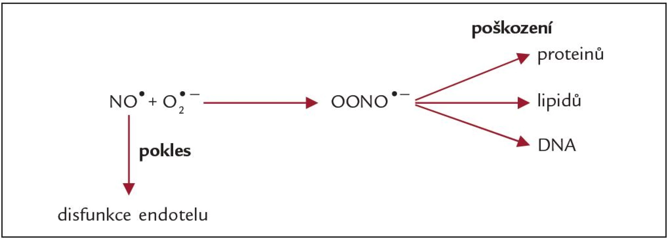 Vliv nadprodukce O&lt;sup&gt;2•-&lt;/sup&gt; na hladiny reaktivních forem dusíku v organizmu.