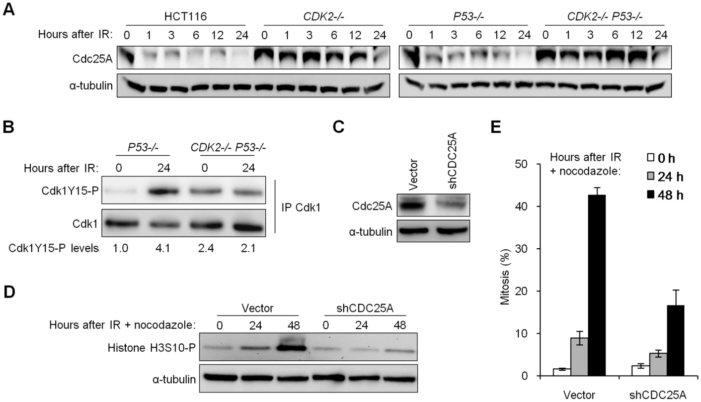 Impaired degradation of Cdc25A in Cdk2-deficient cells contributes to G<sub>2</sub>/M checkpoint defect.