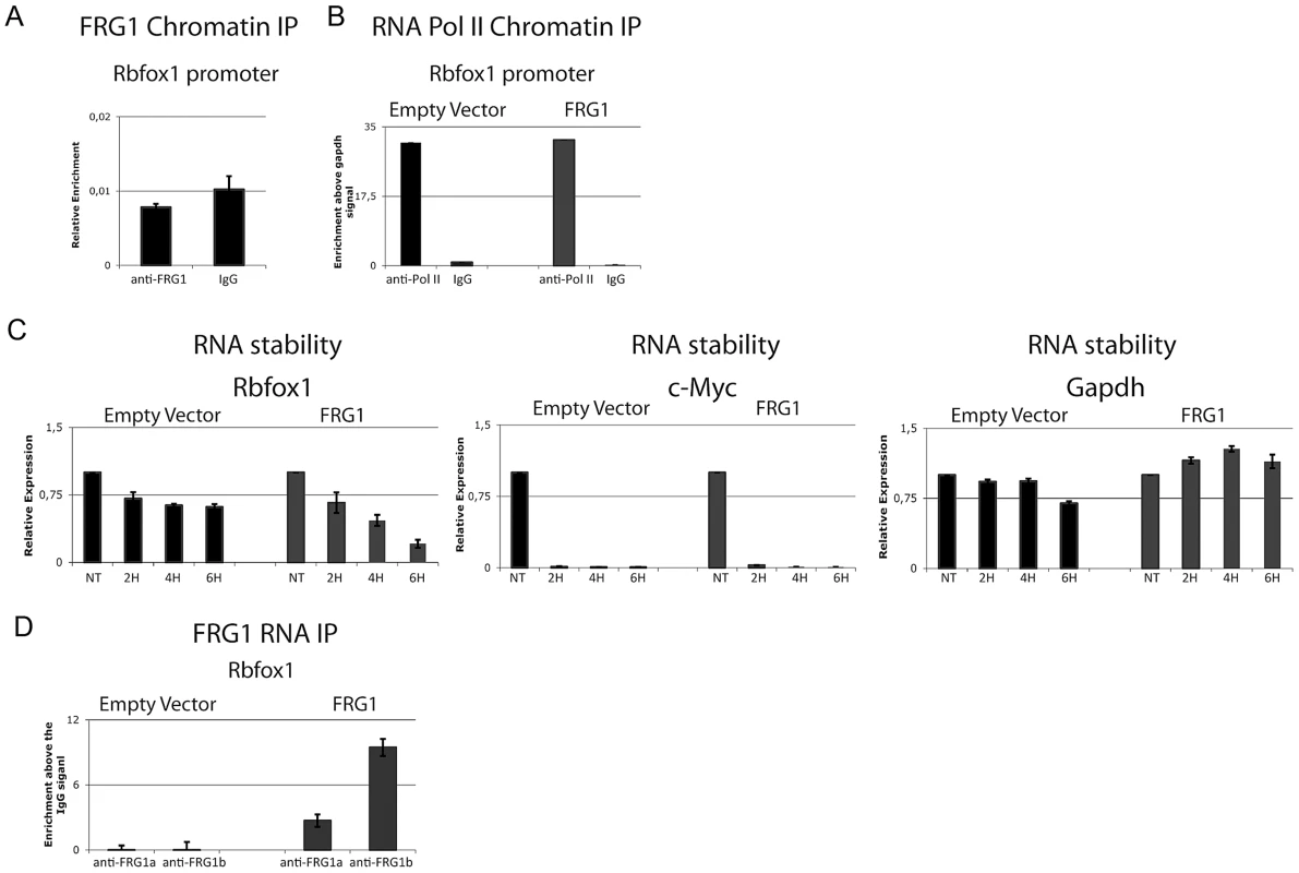 FRG1 regulates the stability of the <i>Rbfox1</i> mRNA.