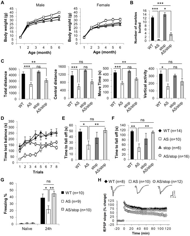 Expression of paternal Ube3a improves phenotypic defects in the AS mouse model.